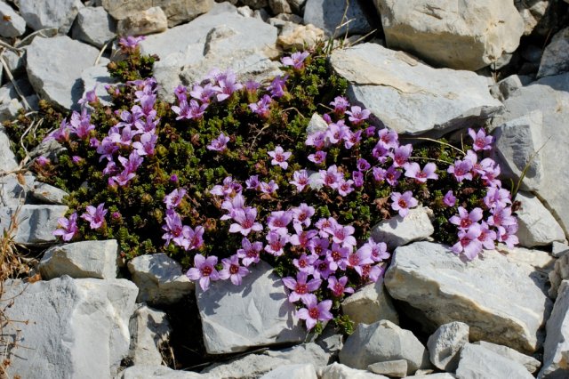 Цветы для горки альпийской фото